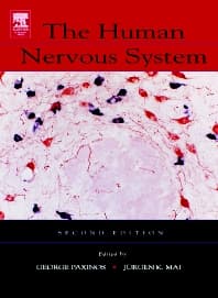 The Human Nervous System