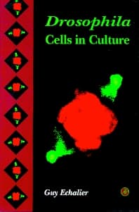 Drosophila Cells in Culture