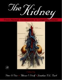 The Kidney