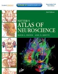 Netter's Atlas of Neuroscience