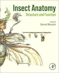 Image - Insect Anatomy